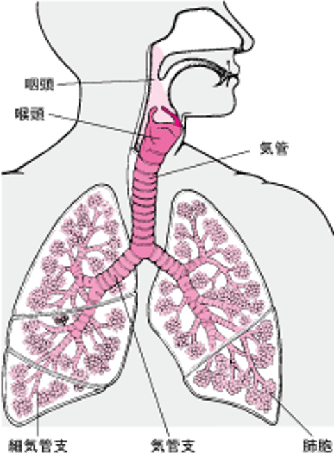 <ruby >喉頭<rt >こうとう</rt></ruby>の<ruby >位置<rt >いち</rt></ruby>