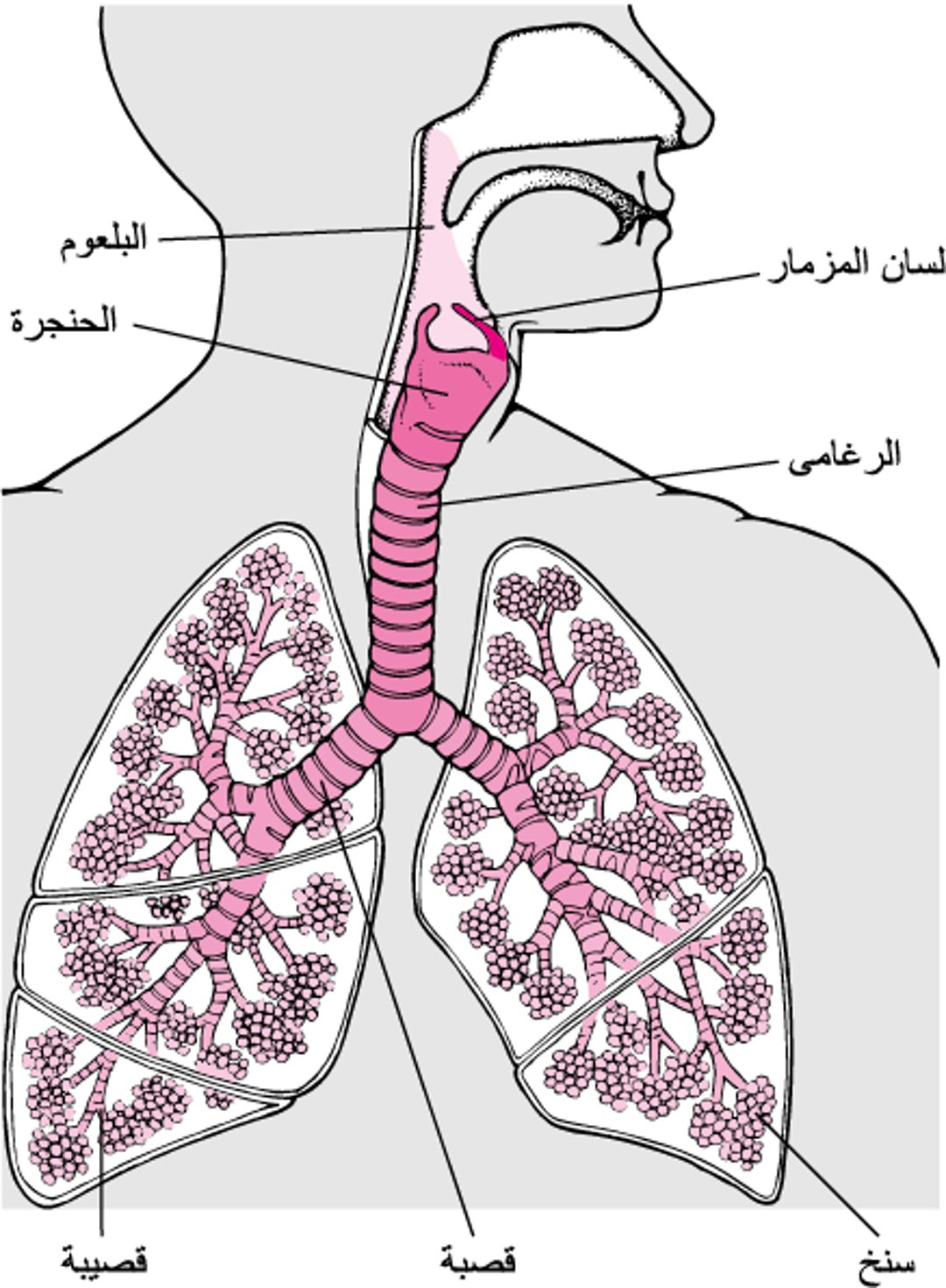 داخل الرئتين والمسالِك الهوائيَّة
