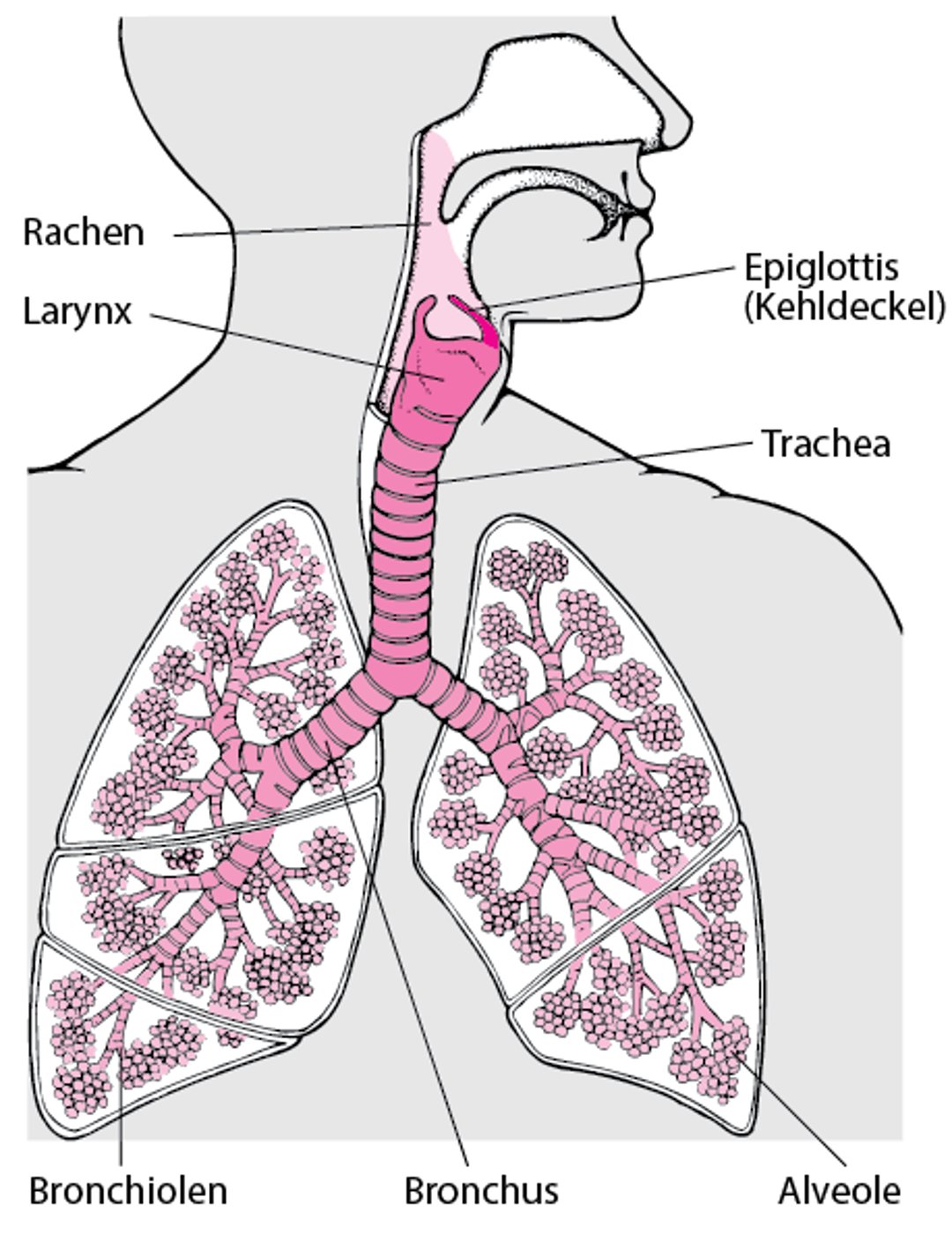 In der Lunge und den Atemwegen
