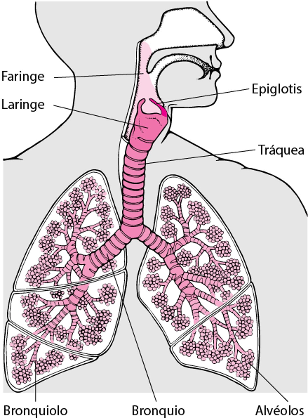 Interior de los pulmones y de las vías respiratorias