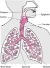 Structure des poumons et des voies respiratoires