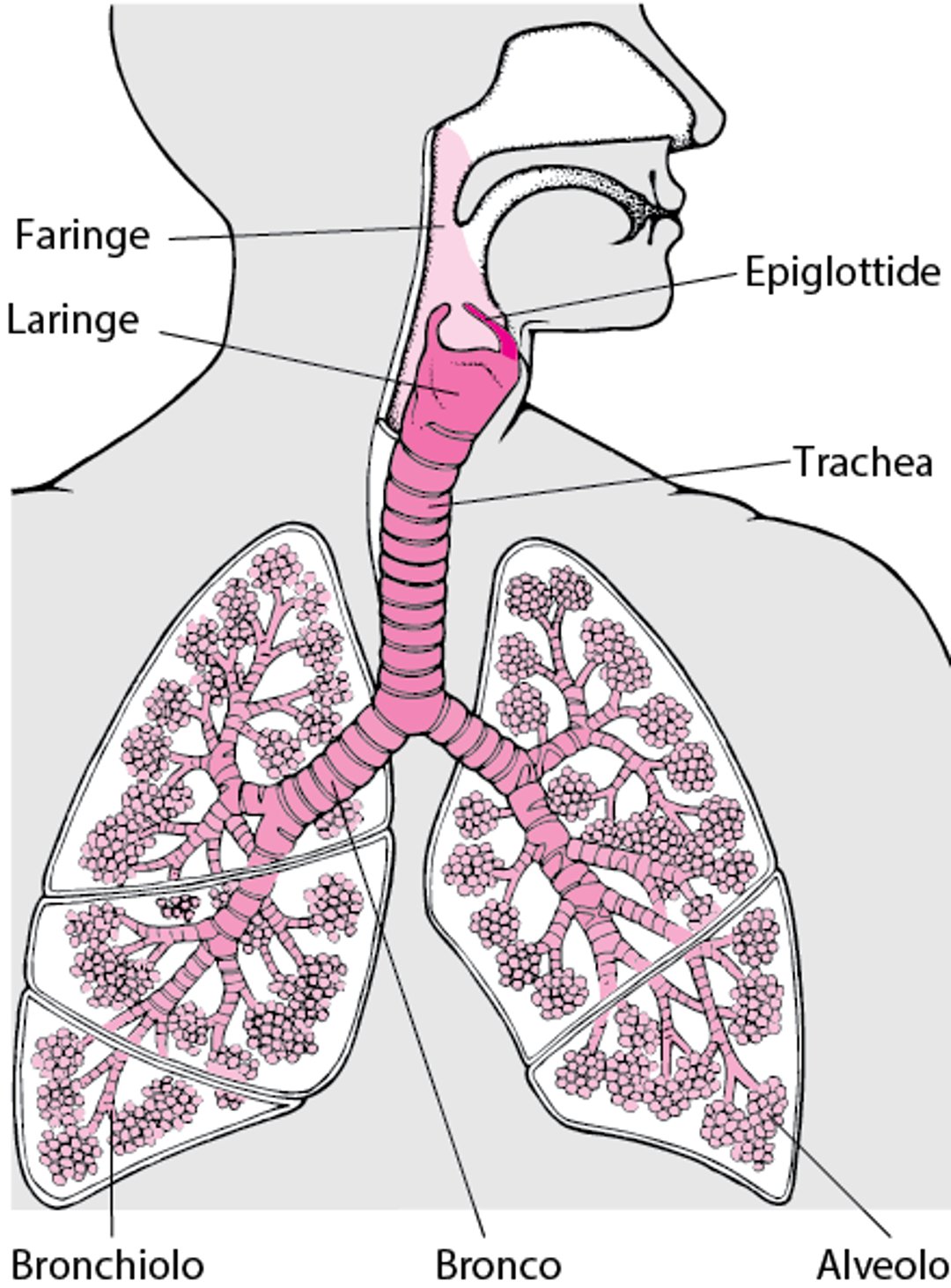 Struttura dei polmoni e delle vie aeree