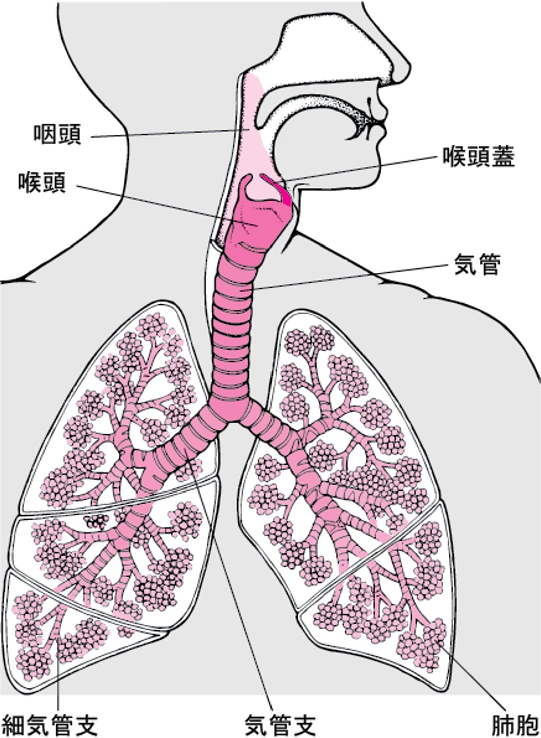 <ruby >肺<rt >はい</rt></ruby>と<ruby >気道<rt >きどう</rt></ruby>の<ruby >内部<rt >ないぶ</rt></ruby>