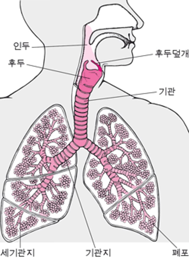 폐와 기도의 내부