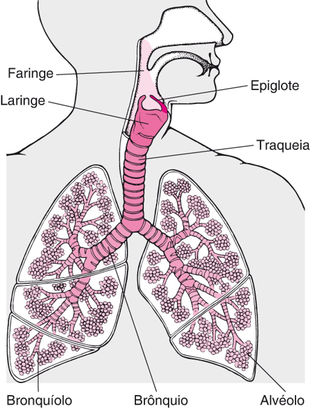 Interior dos pulmões e vias aéreas