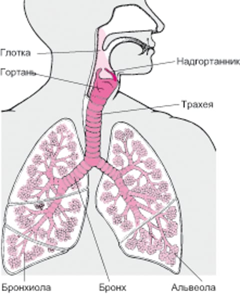 Внутреннее строение легких и дыхательных путей