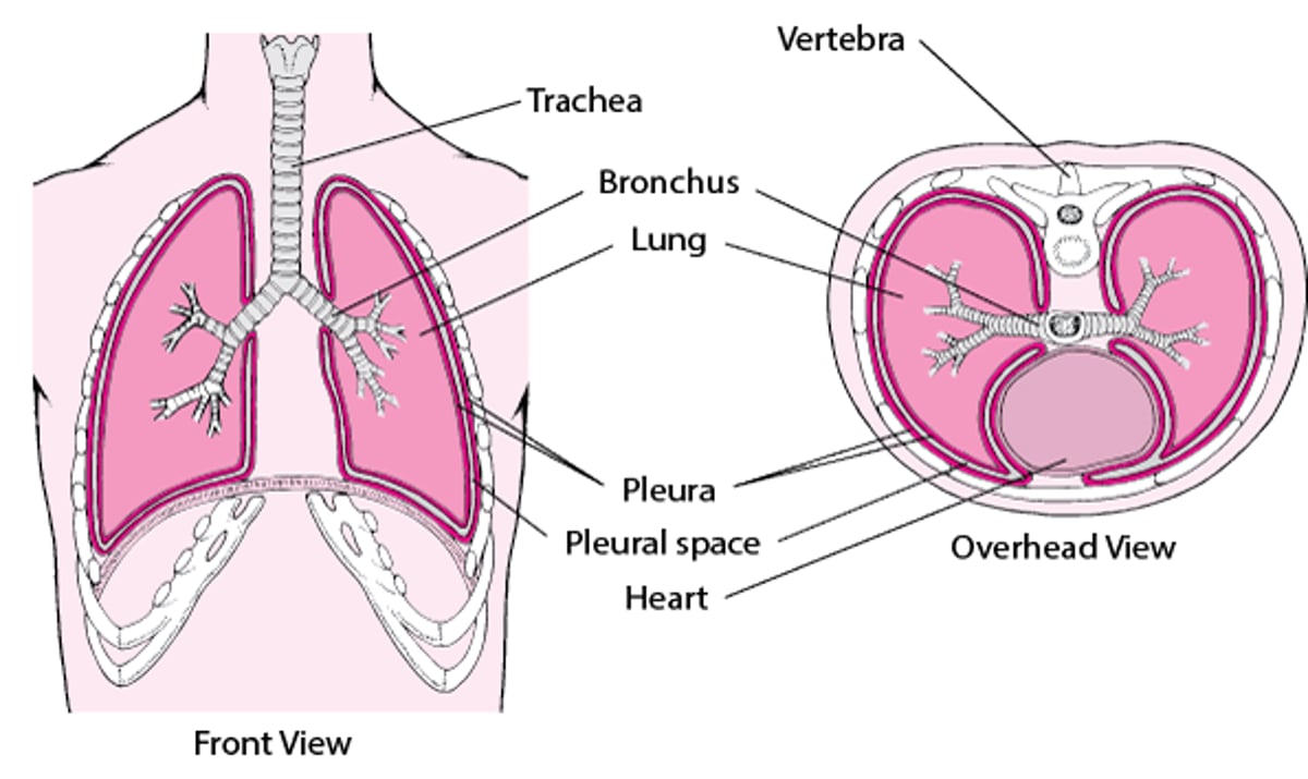Two Views of the Pleura