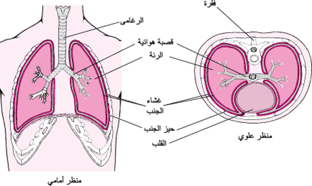 منظران لغشاء الجَّنب