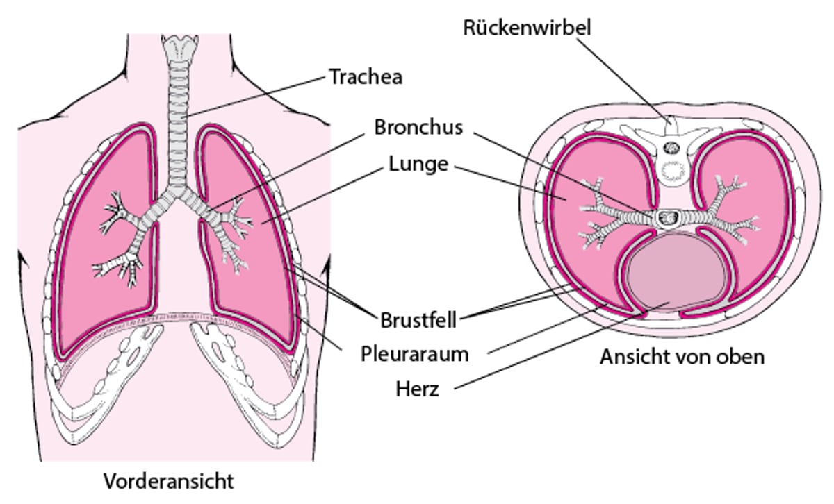 Zwei Ansichten des Brustfells (Pleura)
