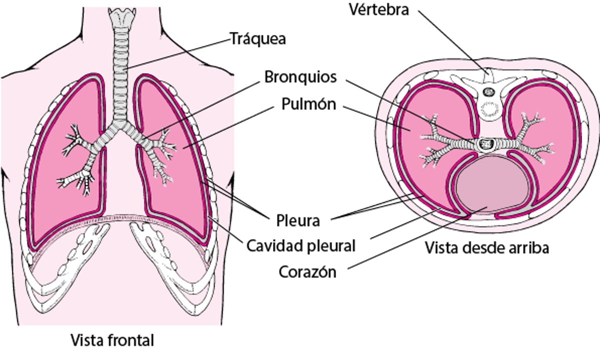 Dos vistas de la pleura