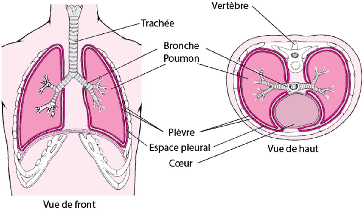 Deux vues de la plèvre