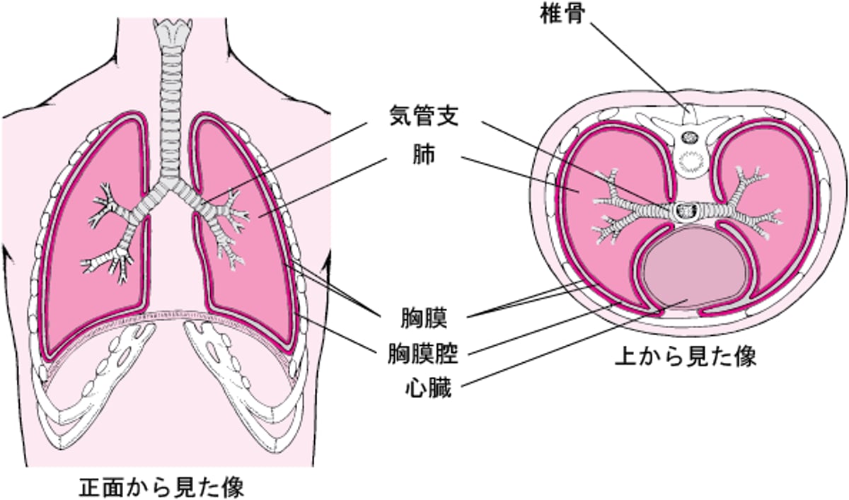 胸膜の解剖図