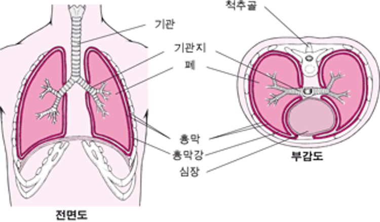 흉막의 두 가지 영상