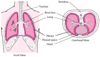 Duas perspectivas da pleura