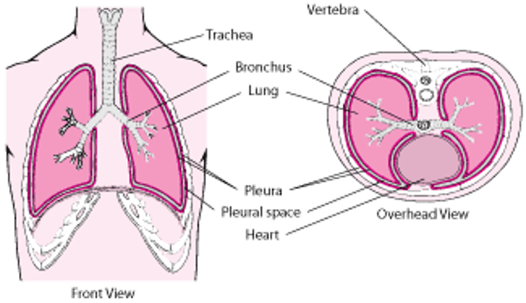 Duas perspectivas da pleura