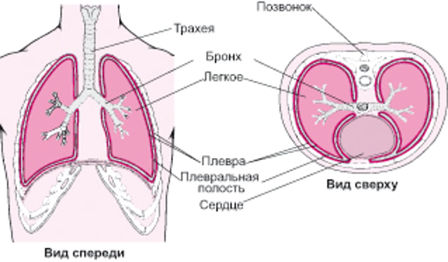 Два вида плевры