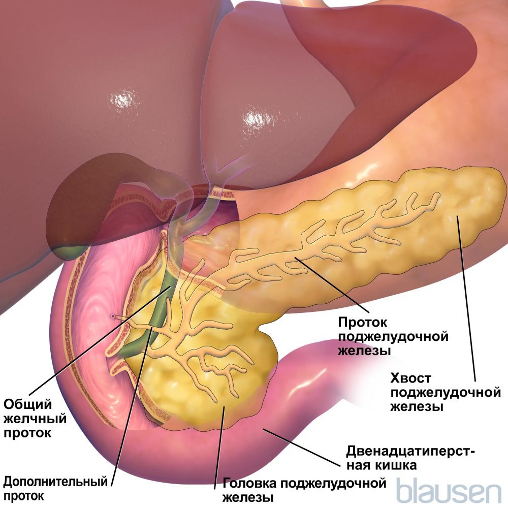 Анатомия поджелудочной железы