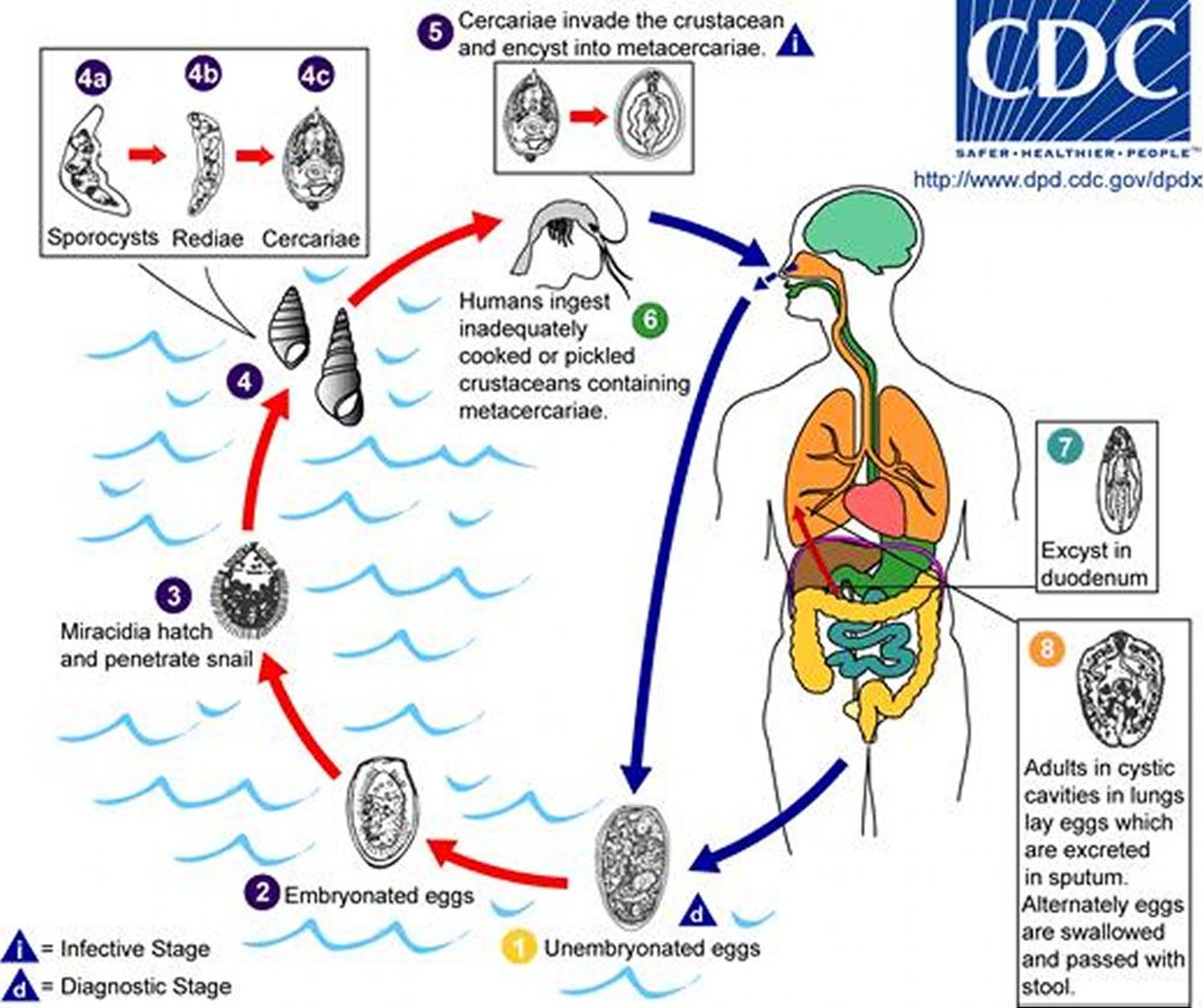 Ciclo vitale di <i >Paragonimus westermani</i>