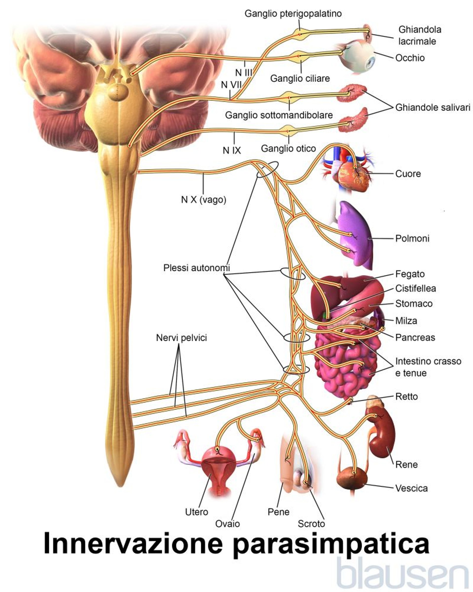 Innervazione parasimpatica