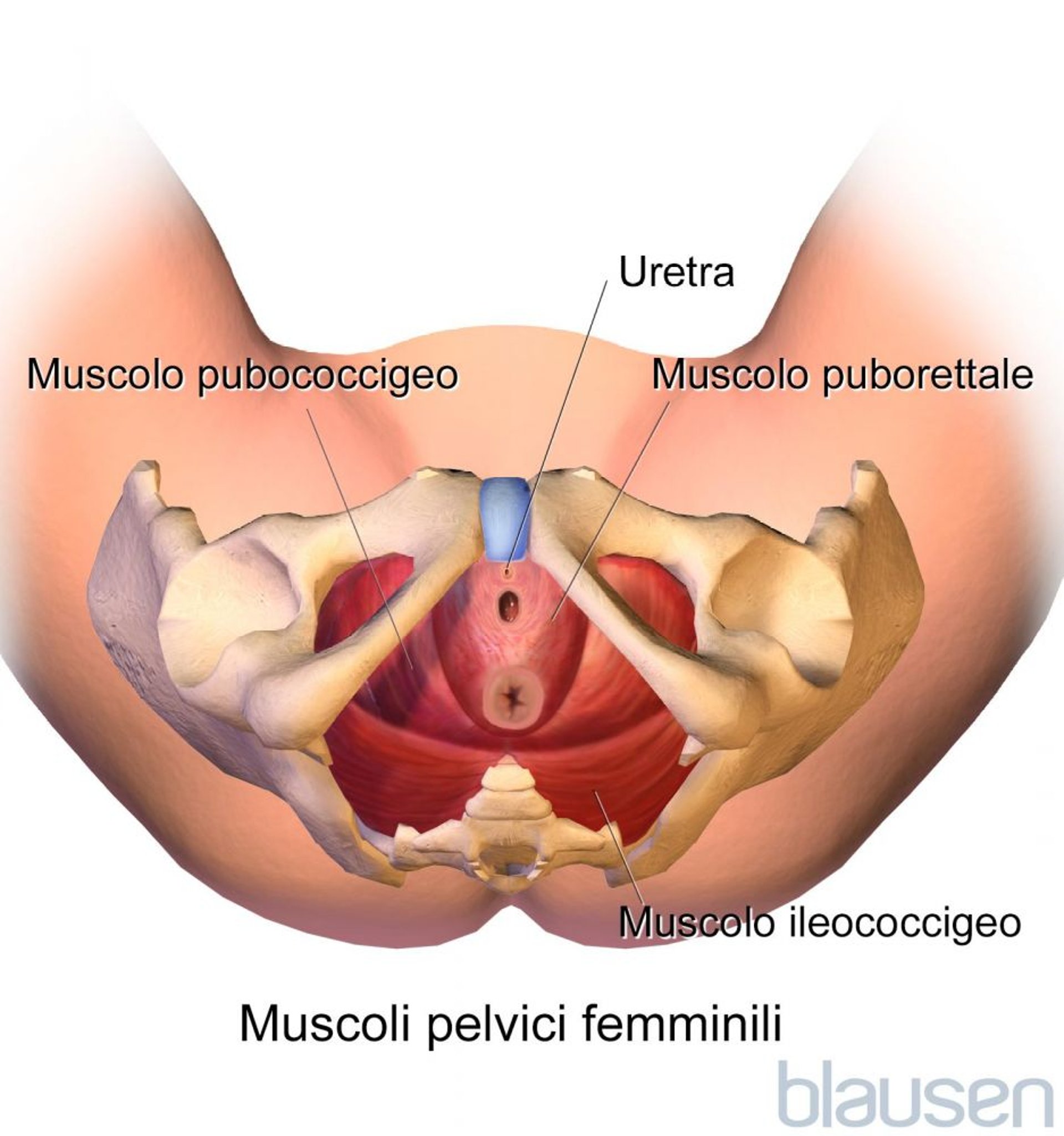 Muscoli pelvici femminili (vista dal basso)