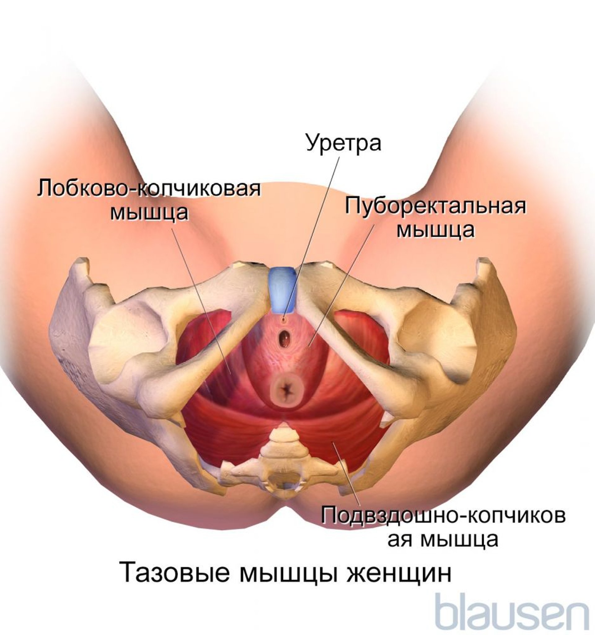 Тазовые мышцы у женщины (вид снизу)