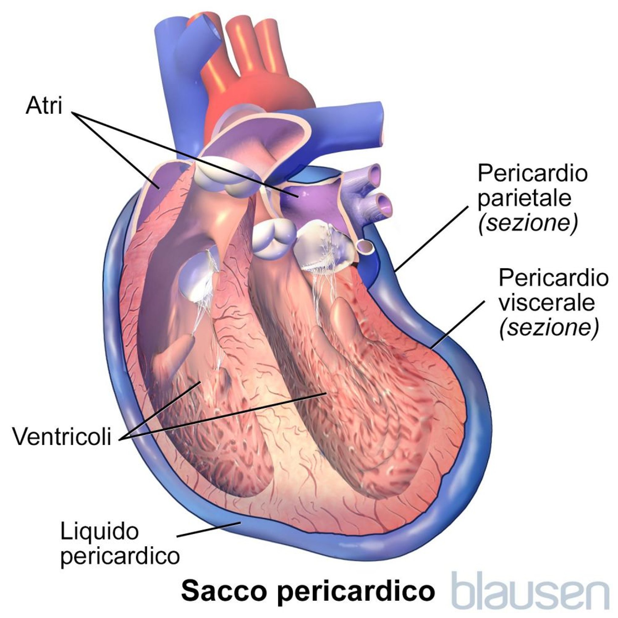 Sacco pericardico