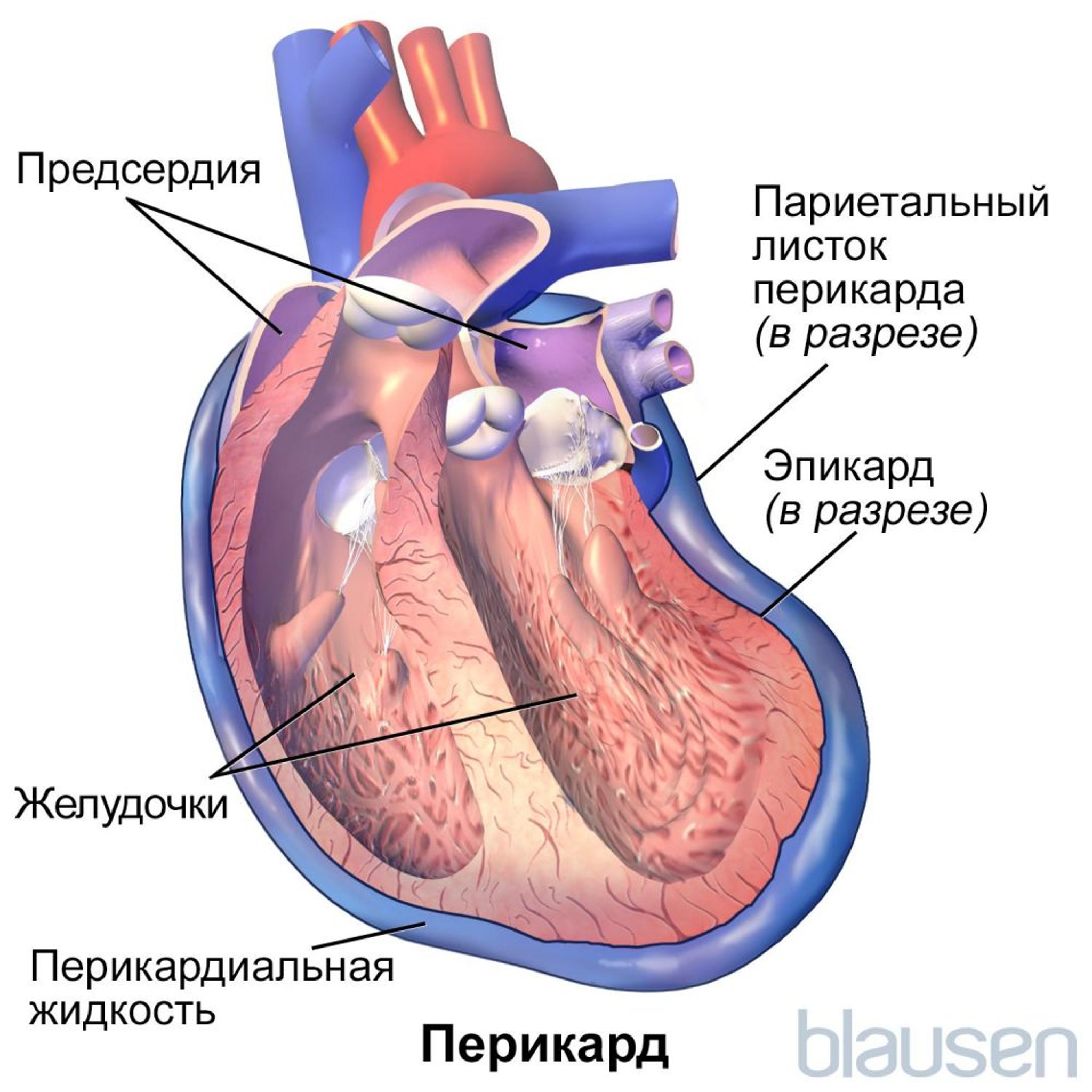 Перикард