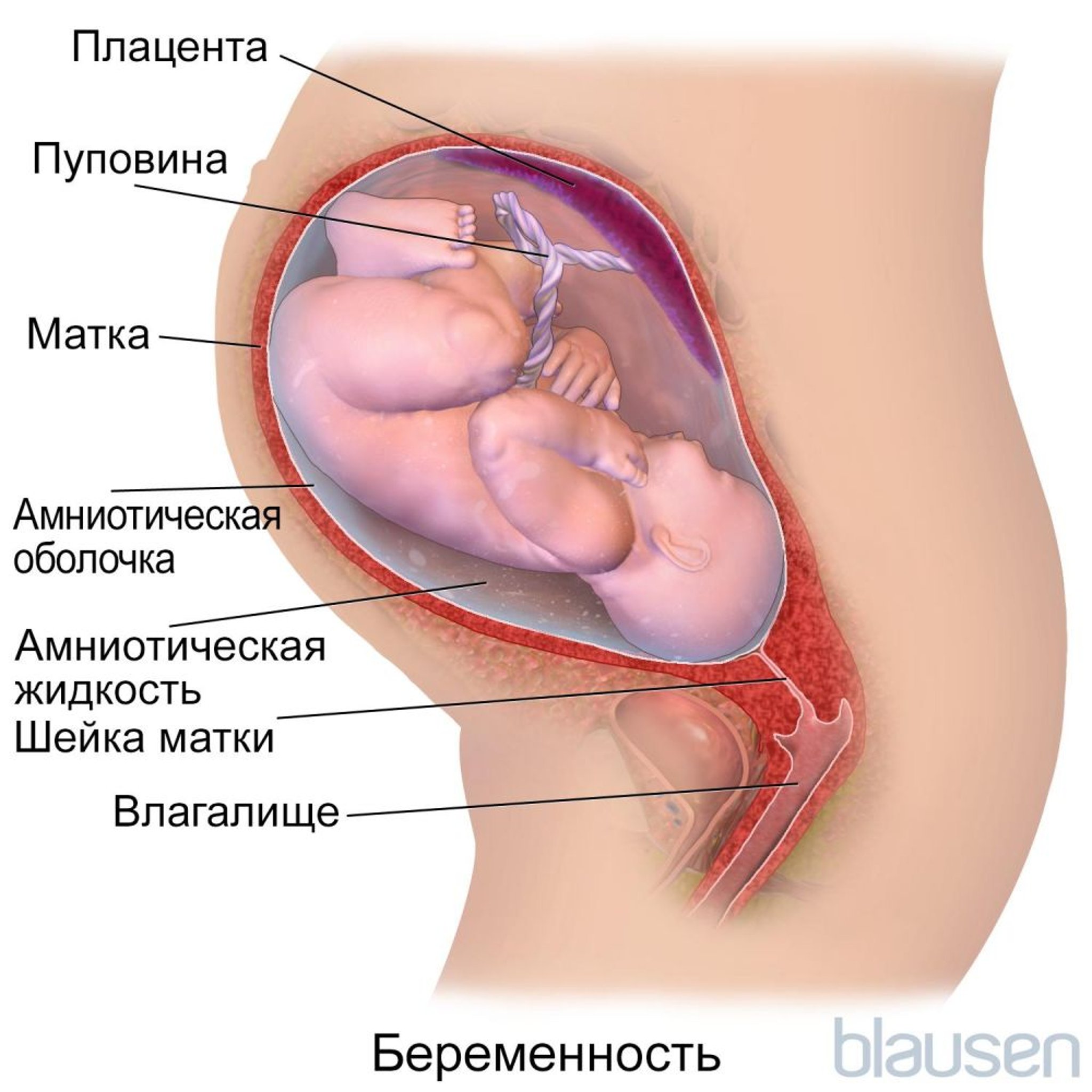 Беременность