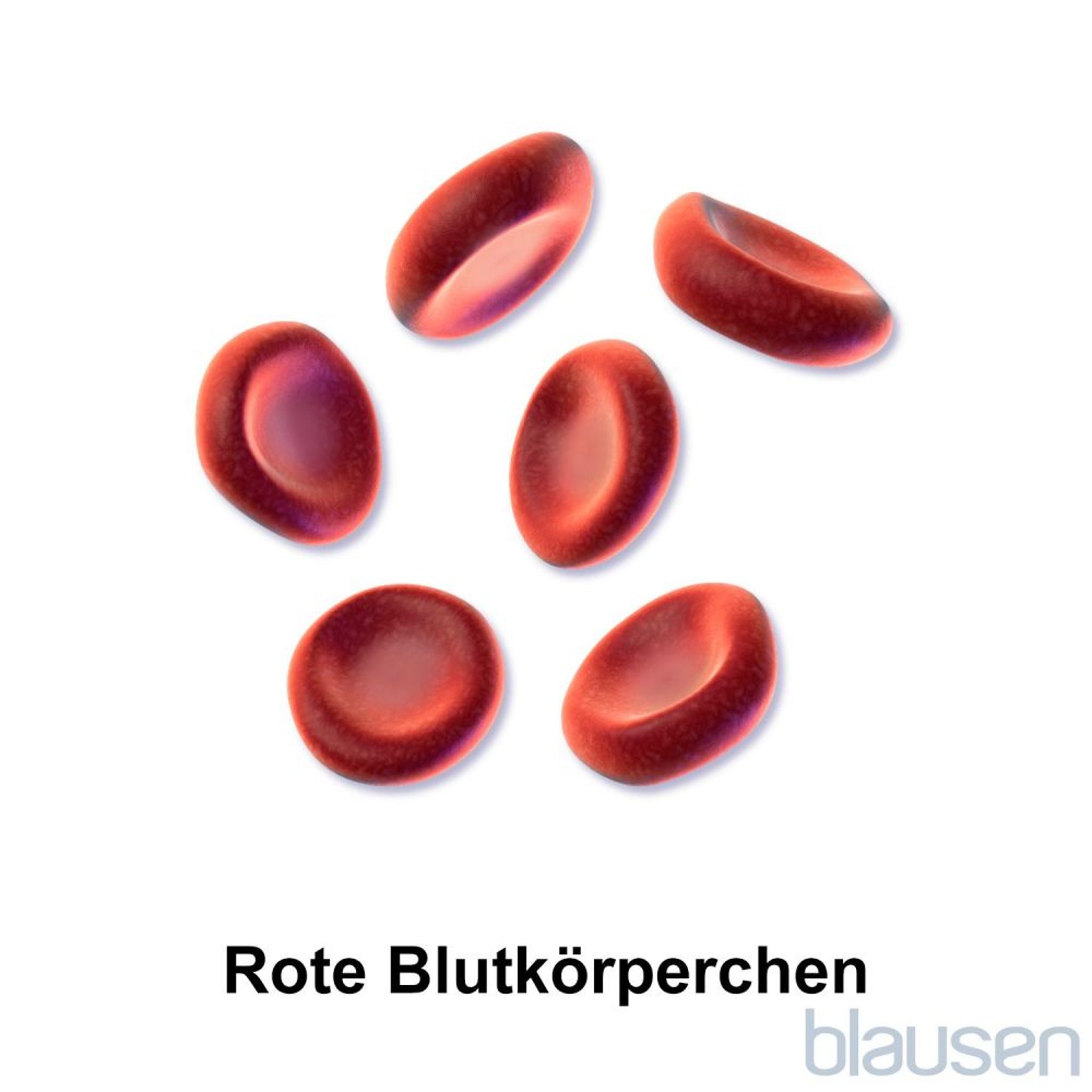 Rote Blutkörperchen
