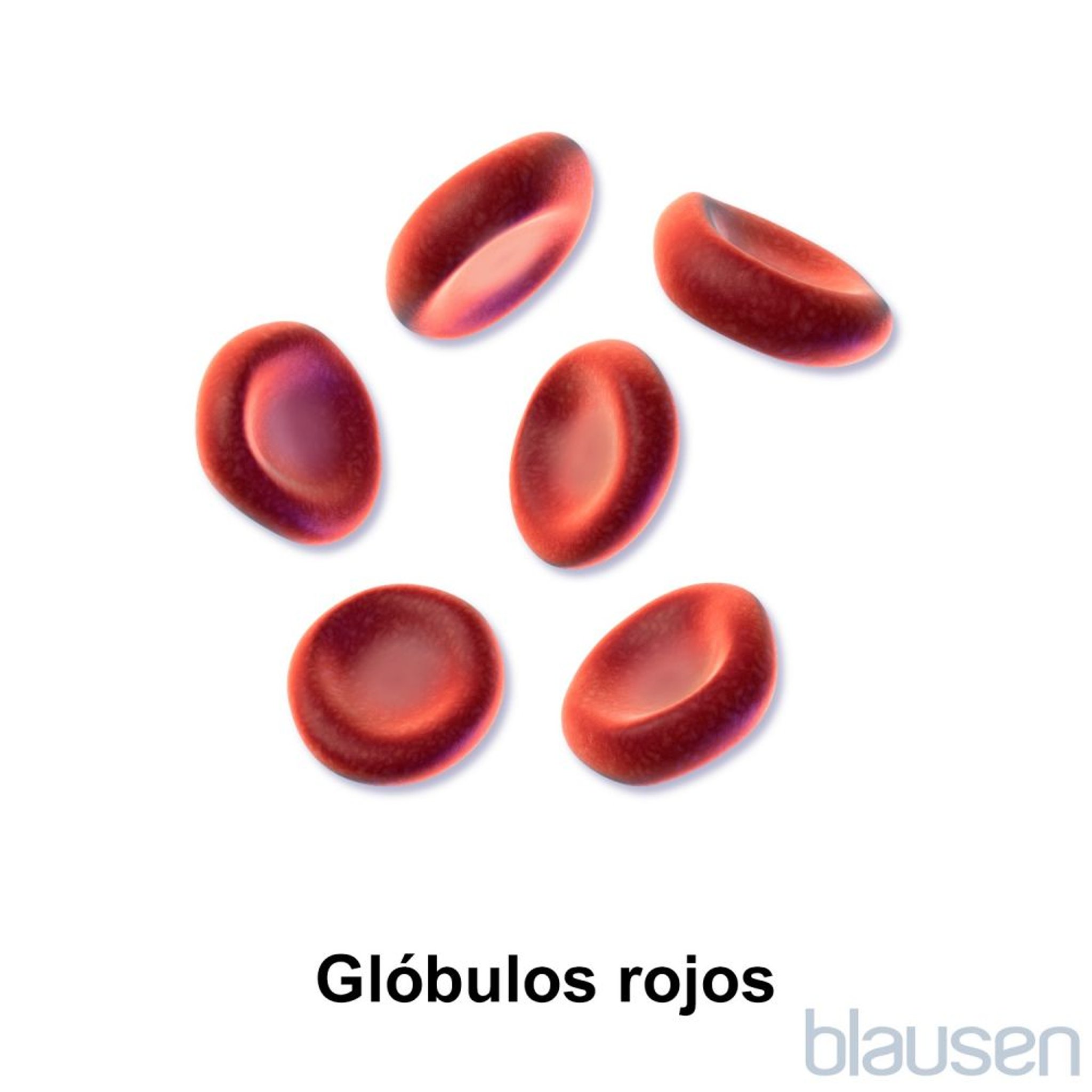 Glóbulos rojos (eritrocitos)