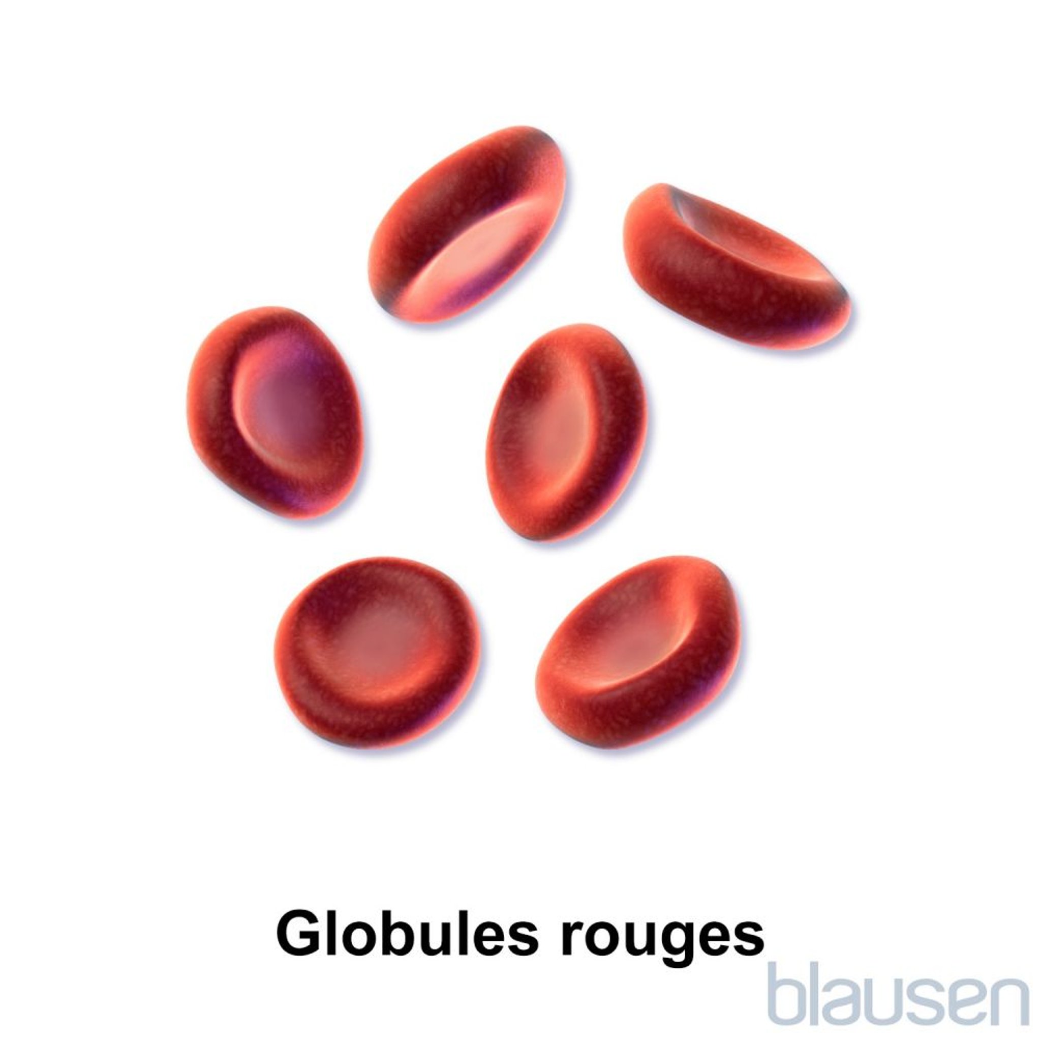 Globules rouges