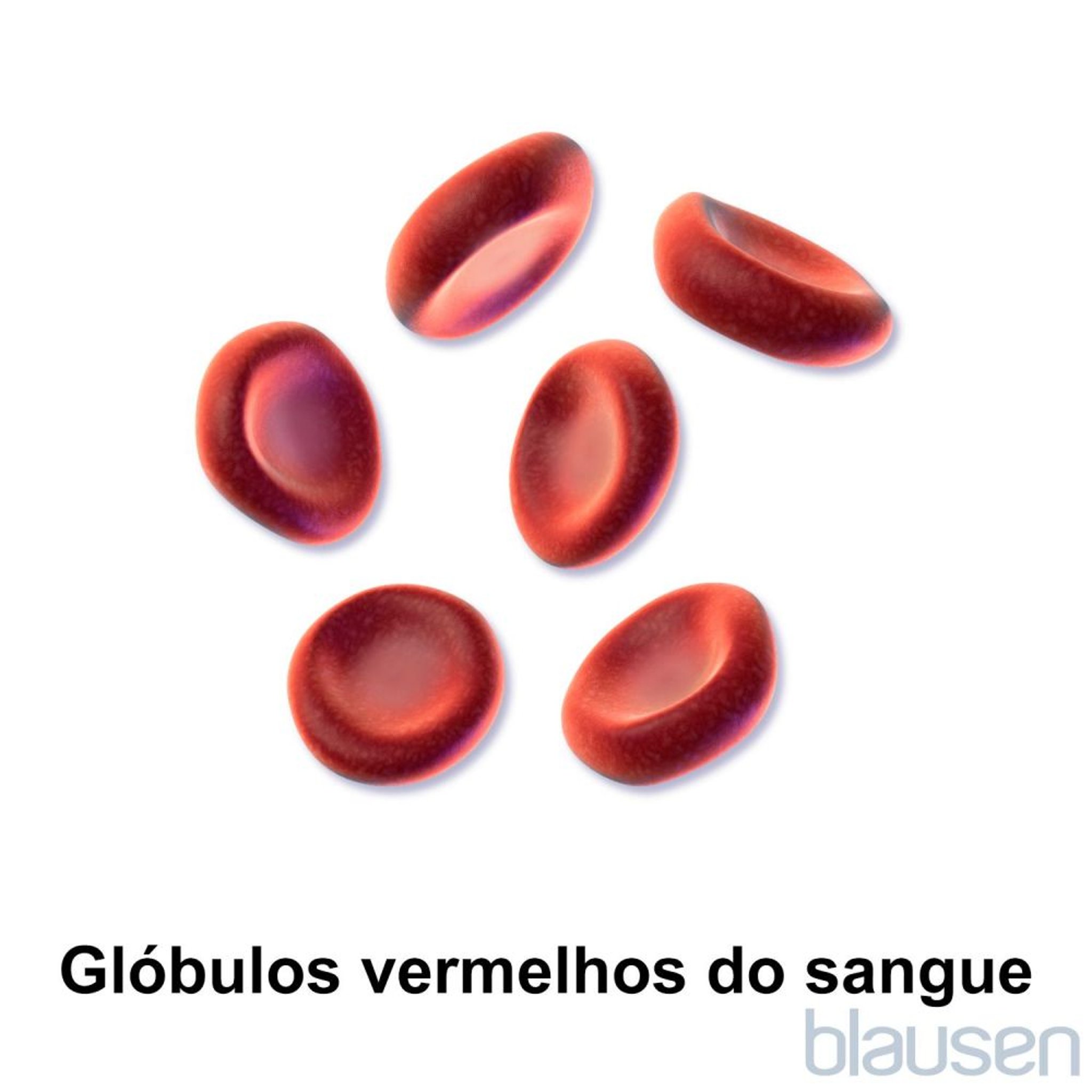 Glóbulos vermelhos