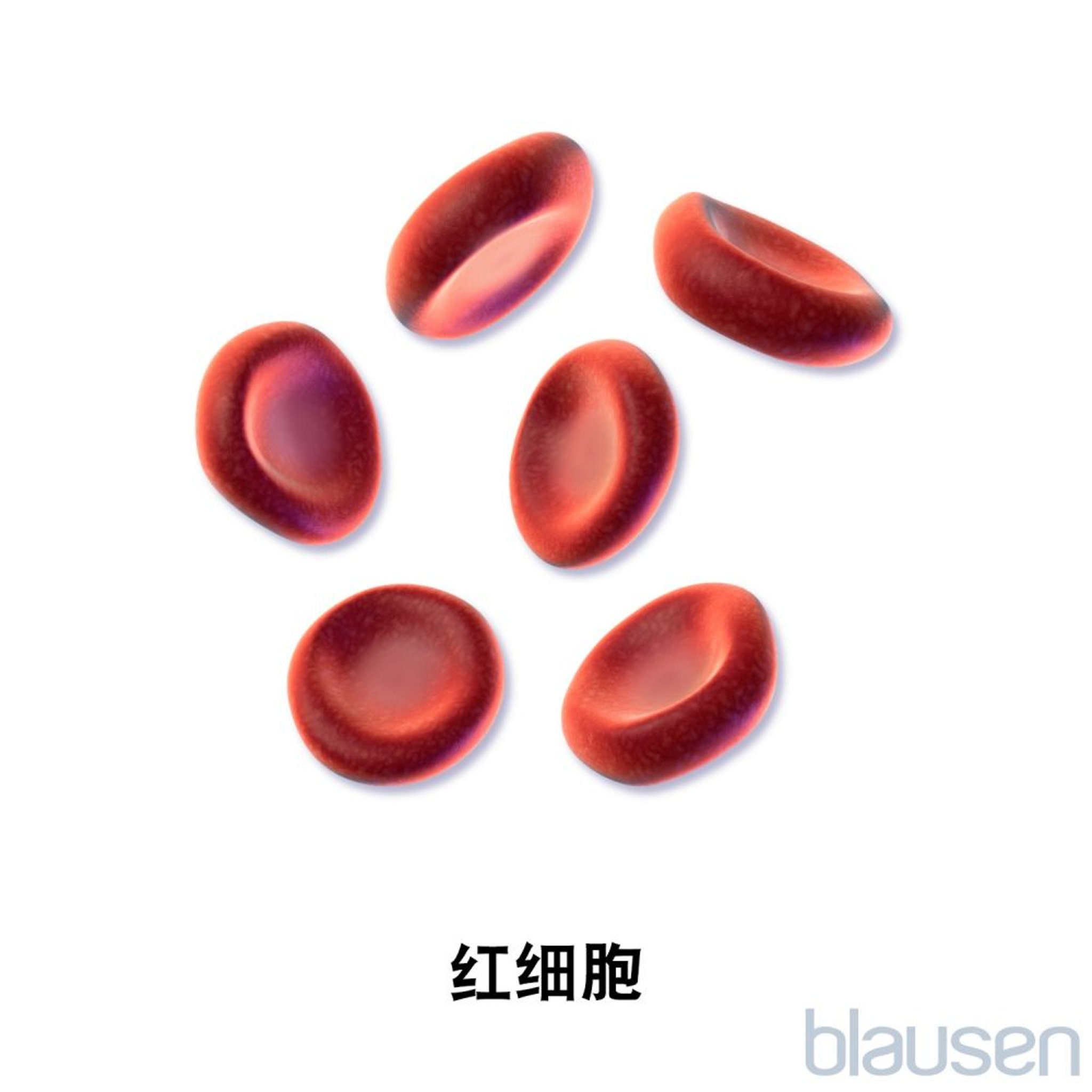 红细胞