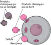 Une adaptation parfaite