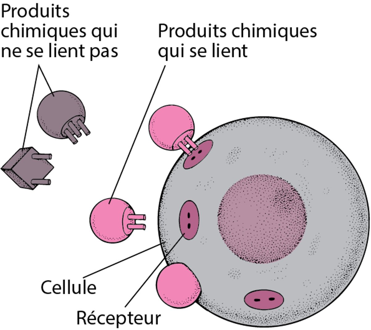 Une adaptation parfaite