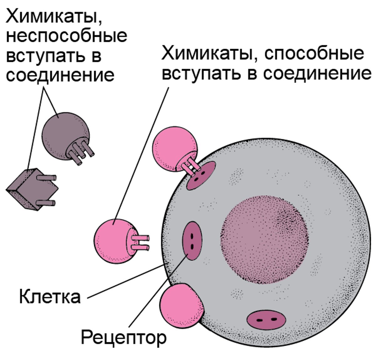 Идеальная совместимость