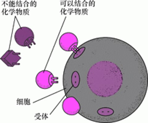 特异性结合