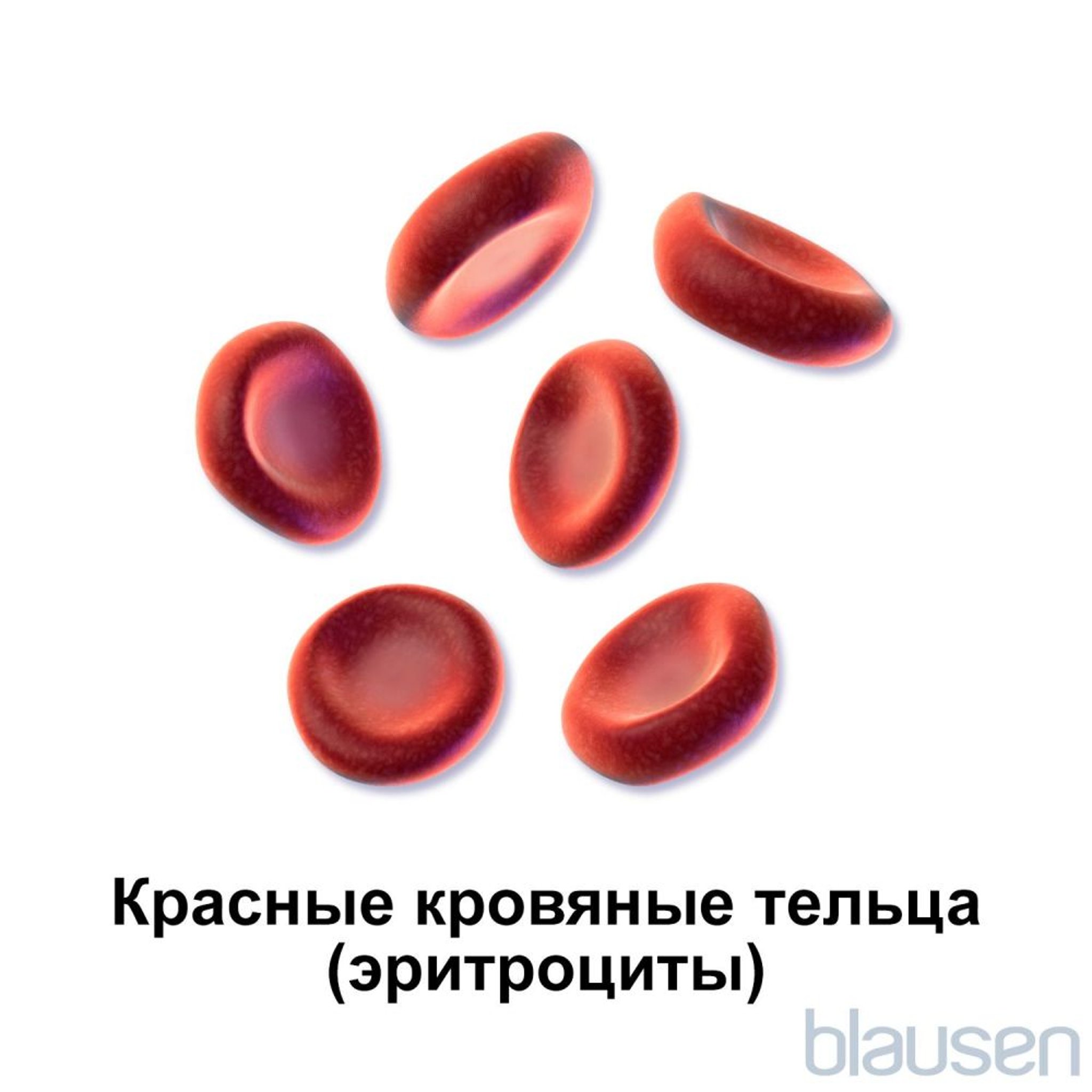 Image:Эритроциты-Справочник MSD Версия для потребителей