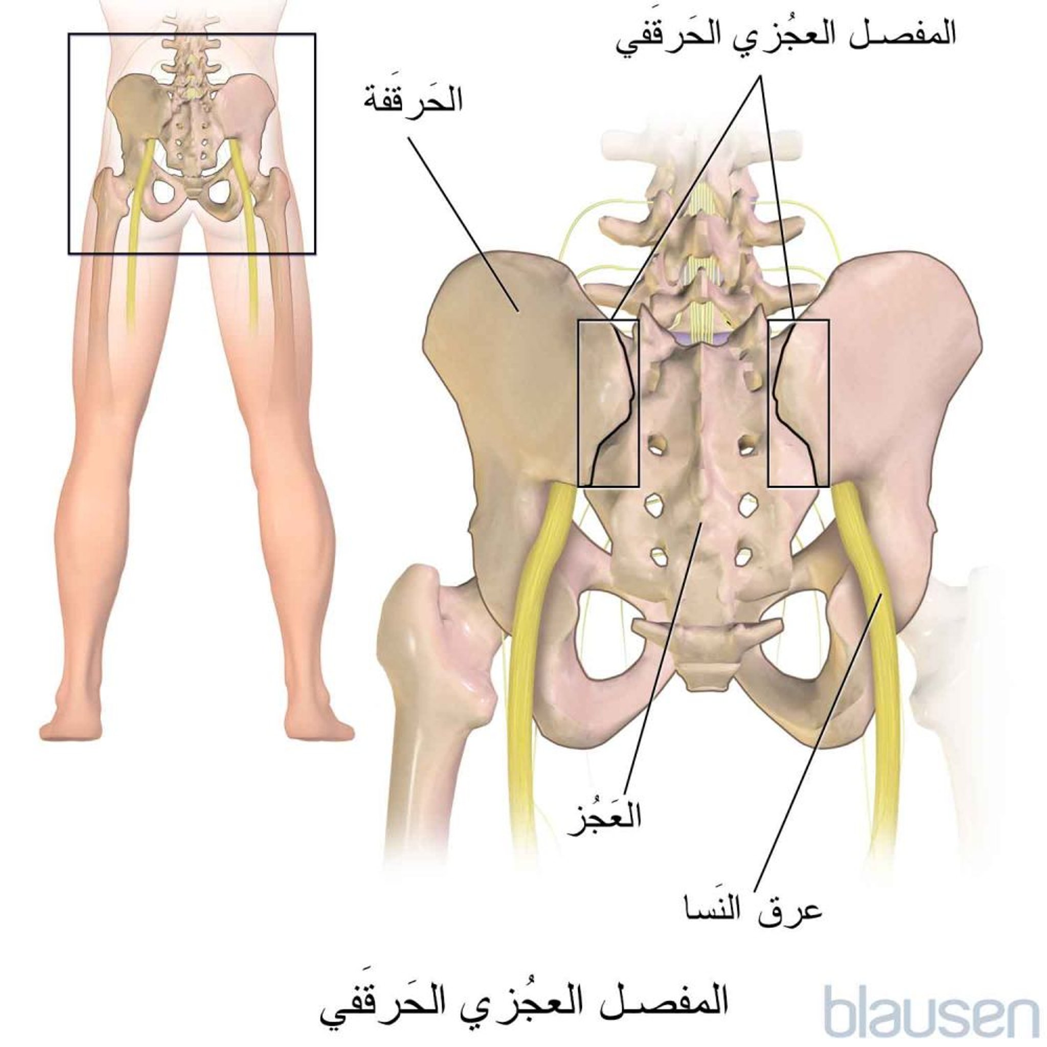 المفصل العجزي الحرقفي