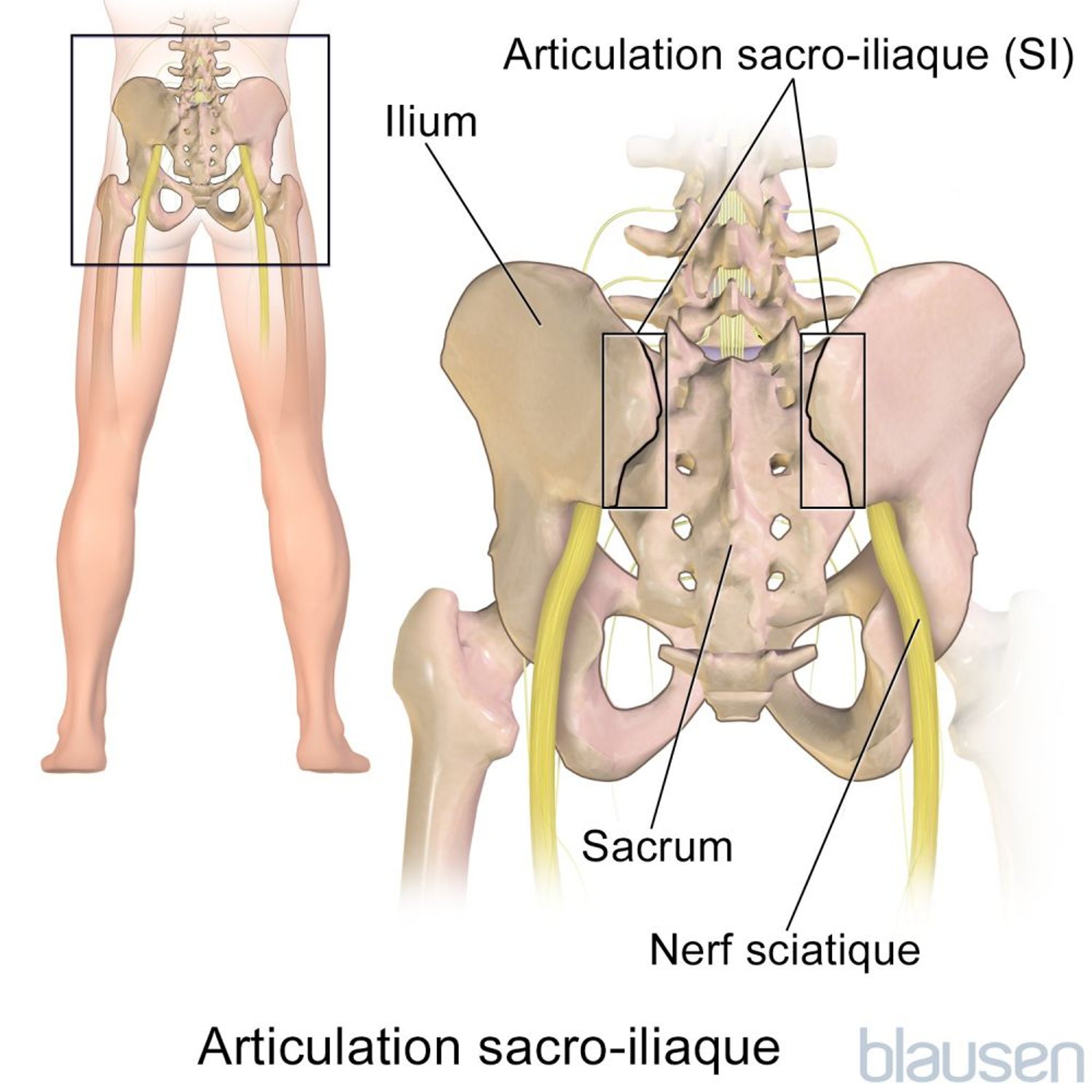 Articulation sacro-iliaque
