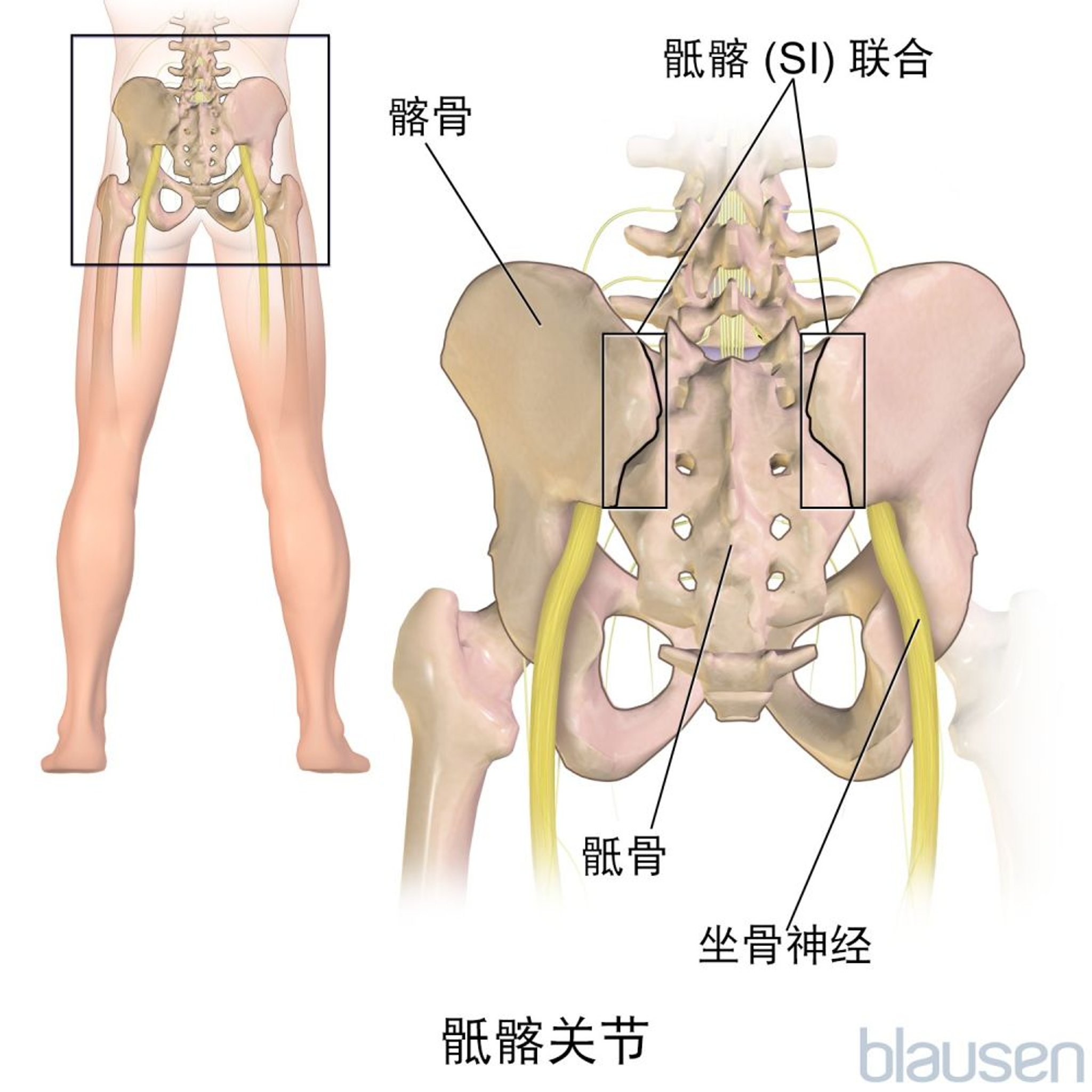 骶髂关节