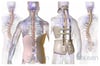 Braces for Scoliosis
