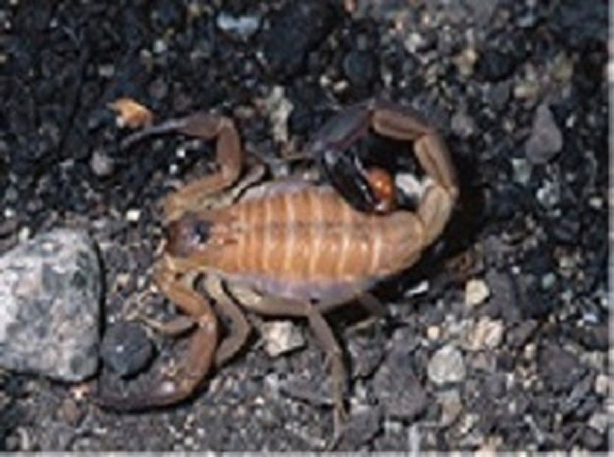 Scorpion