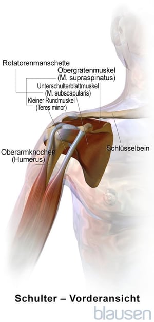 Schulter (Vorderansicht)