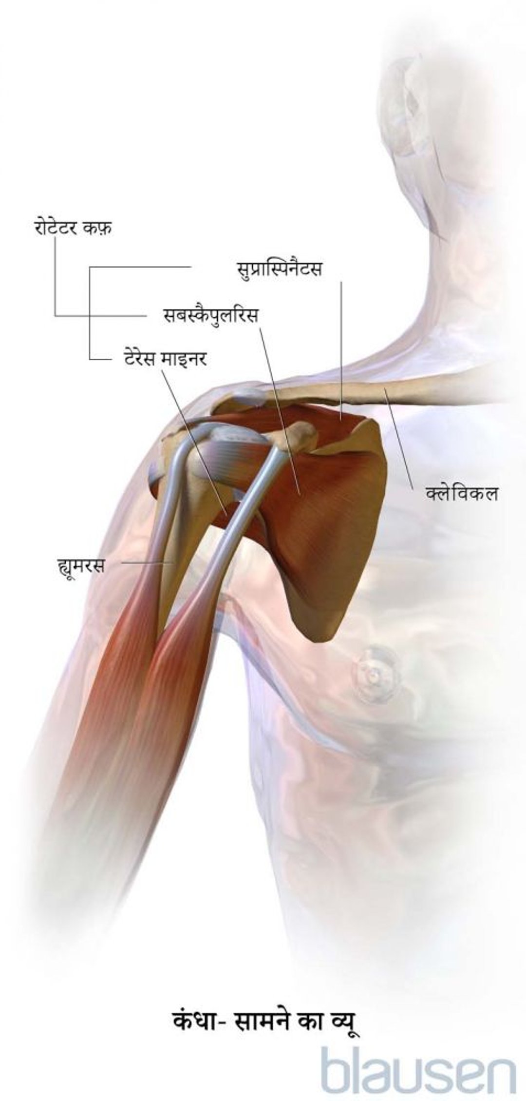 कंधा (सामने का व्यू)