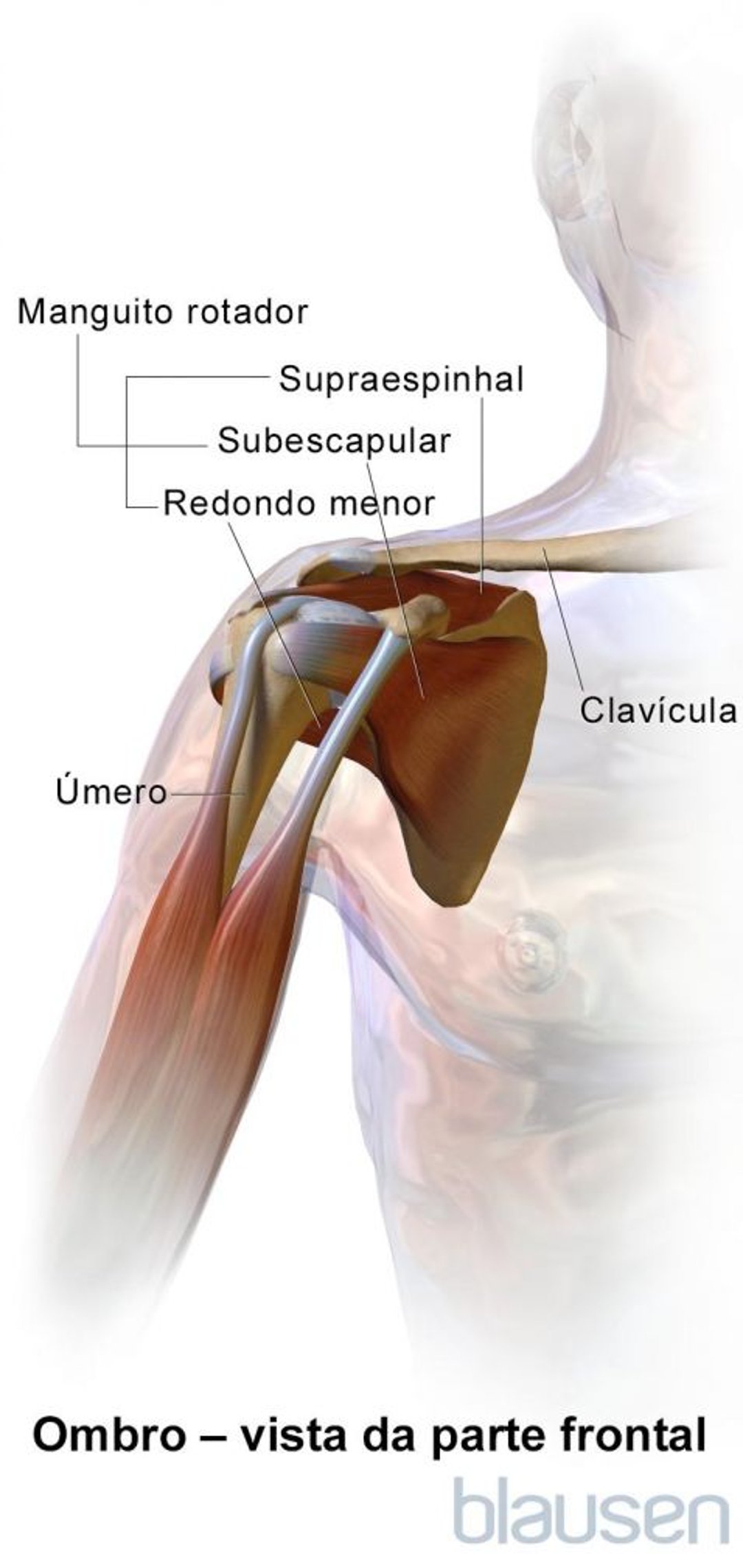 Ombro (vista frontal)
