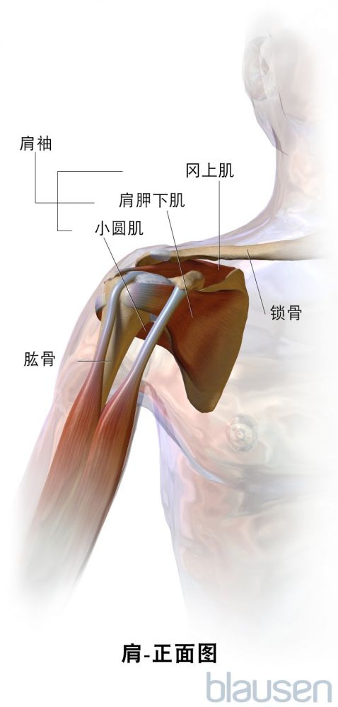 肩部（前视图）