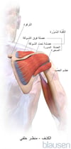 الكتف (مظهر خلفي)
