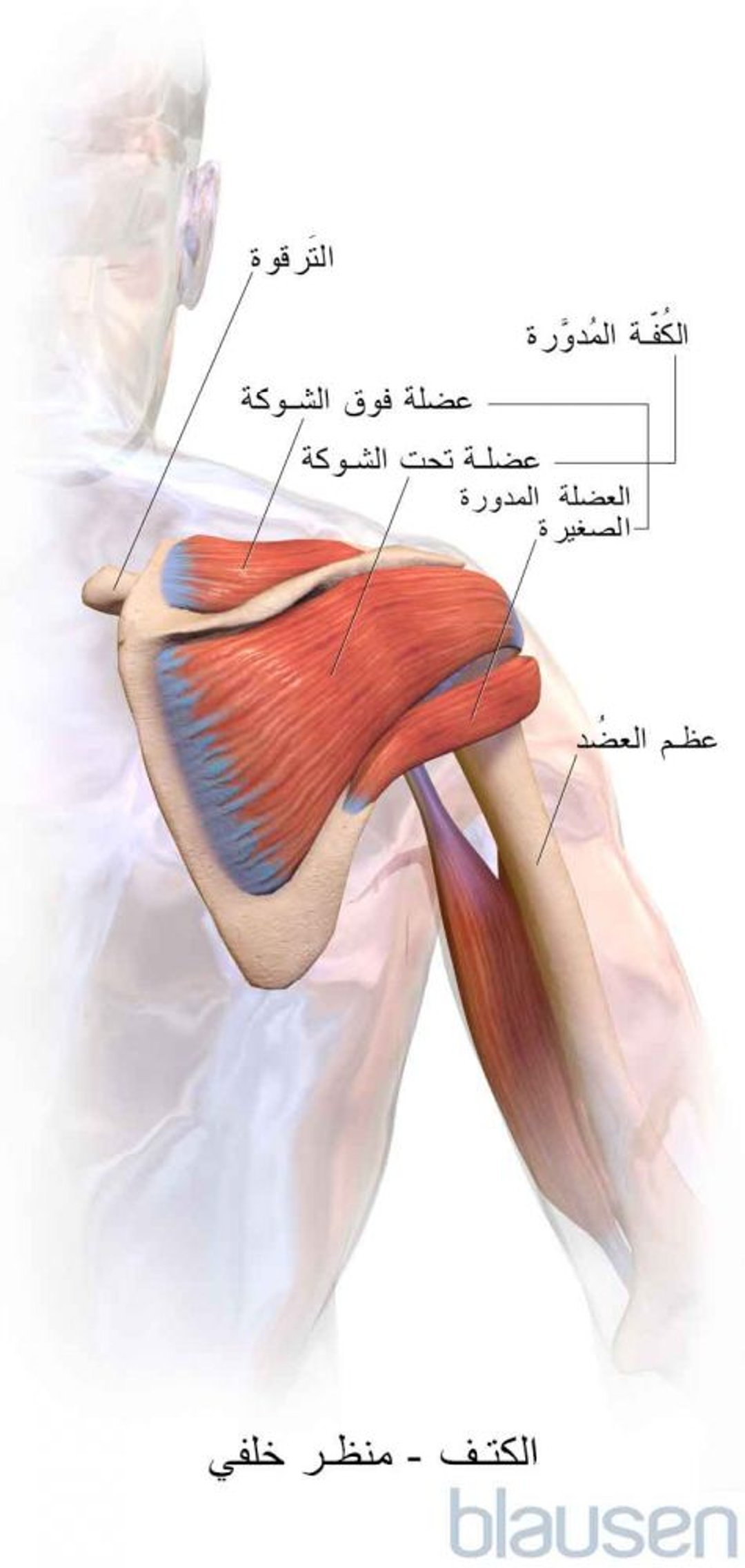 الكتف (مظهر خلفي)