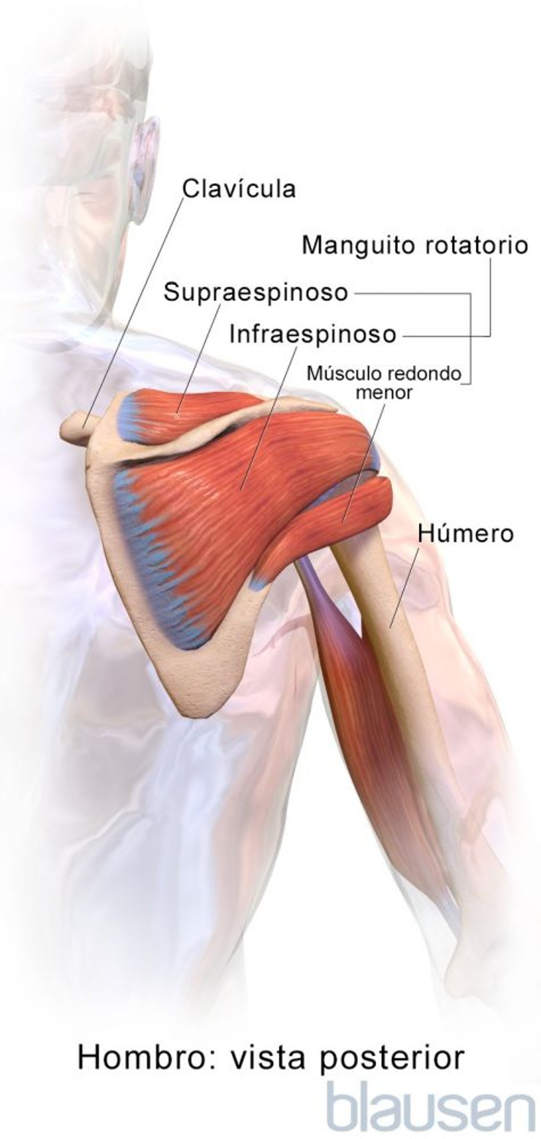 Hombro (vista posterior)